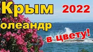 Отдых в КРЫМУ.АЛУШТА Вечерняя НАБЕРЕЖНАЯ сегодня.31.07.2022.ОЛЕАНДР в ЦВЕТУ.Прогулка.Часть 1.