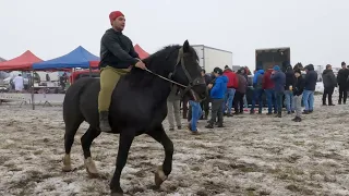 Armăsarii lui dl. Constantin Marcu de la Vicovu de Sus Suceava