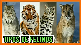 TIPOS DE FELINOS🦁 Todas las Especies de Felinos del Mundo 🐈🌎Razas de felinos 🐯