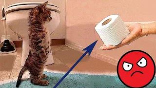 FUNNY CAT MEMES 😺🐶 and MOST TRENDING KITTENS 2023 v105|🔥 Moments of Cute Animal | You Laugh You Lose