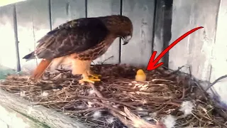 UN GRANJERO PUSO UN HUEVO DE GALLINA DEBAJO DE UN ÁGUILA Y ESTO ES LO QUE SUCEDIÓ DESPUÉS