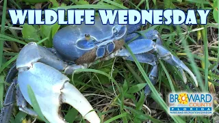 Blue Land Crab | Wildlife Wednesday | Broward County Parks