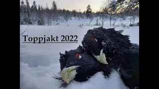 Toppjakt 2022 (Tree hunting capercaillie)
