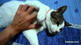 Massage Your Cat