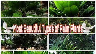 Most Beautiful Types of Palm Plants