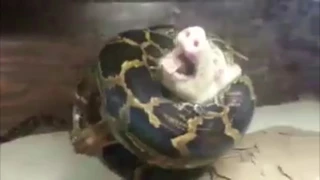 Snake eats baby pig  WARNING GRAPHIC