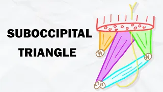 The Suboccipital Triangle | Muscles and Contents