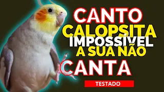 Calopsita Cantando Os Cantos de Calopsitas Para Treinar Calopsita Assobio Para Treinar Calopsita