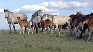 Табун с жеребятами. Май.