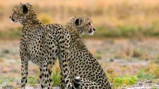 A Wildebeest Bull Stands Up to Two Cheetahs