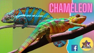 Walk Like An Chameleon