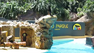 sea lion show at loro park tenerife