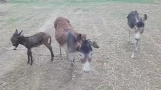 New Donkey videos living Amazing funn HD 2021 part 1