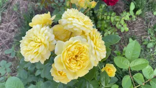 Троянда Anny Duperey - перше квітування