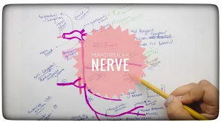 Mandibular nerve | Trigeminal Branch | Anatomy | Manoti Alawadi
