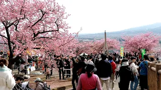 2024 Cherry blossom Japan | Matsuda cherry blossom festival in Kanagawa   |Japan Walk