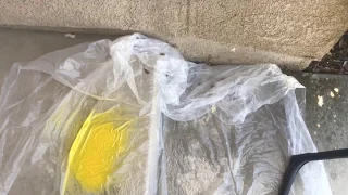 Turning Paper Wasps into Yellow Jackets