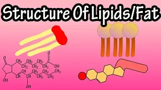 Lipids - Structure Of Lipids - Structure Of Fats - Triglycerides, Phospholipids, Prostaglandins