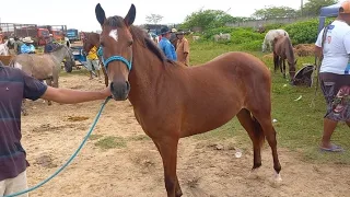 FEIRA DE CAVALOS E BURROS EM CAMPINA GRANDE-PB 29/05/2024 #EQUINOS