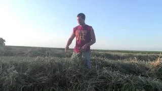 Pea Oat Field Chopping