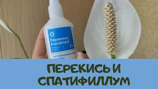 Женское счастье (спатифиллум) уход, мои секреты