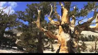 Methuselah Tree