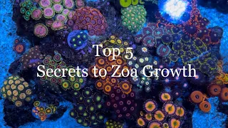 Top 5 Tips to ZOA Growth, Color, and Size in my Nano Reef Tank Zoa Garden. The Secret to Zoanthids!