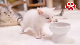 Kitten Bell Tries Weaning Food for the First Time, and Cats Appear One After Another