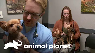 Adorables perritos deben ser operados para volver a caminar | Dr. Jeff, Veterinario | Animal Planet