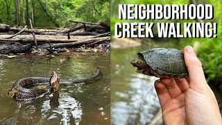 Neighborhood Creek Full of Cottonmouths and Turtles! Creek Herping in North Georgia