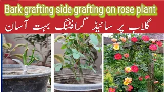 How to graft a rose plant | Bark grafting techniques | Side grafting successful #grafting