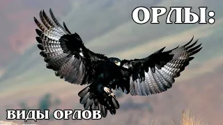 ОРЛЫ: Чем орлы отличаются от орланов? Интересные факты про птиц и орлов