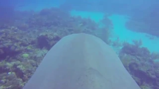 Clip a GoPro on a Tiger Shark with natural Sound