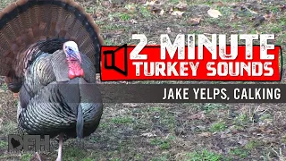 Wild Turkey Sounds: Jake Yelps and Calking - How to Use Jake Sounds to Entice Gobblers into Range