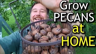 How to Grow Pecans at Home For Your Own Nut Tree Fruit 4k