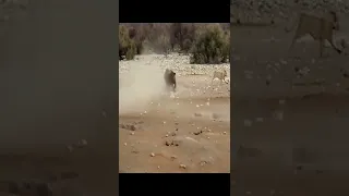 Lions Attack Black Rhino That's Stuck in Mud #1