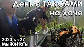 #27/2023/ Таксы на даче / Наши маленькие помощники  / МыЖеНаТы