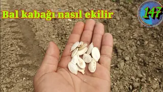 BAL KABAĞI NASIL EKİLİR. BAL KABAĞI YETİŞTİRİCİLİĞİ MERSİN TARSUS HELEKE KÖYÜ