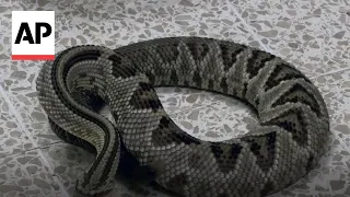 Watch the moment snake poison is turned into antivenom