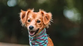 3 ideas geniales para mascotas que cambiara tu vida!