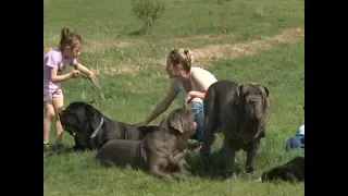 Дети и собаки: бойцовская собака для ребенка