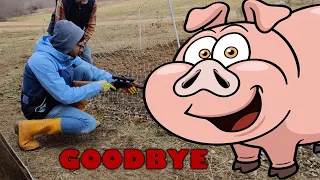 The Best Trick for Dispatching a Pig!