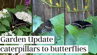 Garden Update - Caterpillar, Chrysalis, Butterfly! (Swallowtail Butterfly Life Cycle Observation)