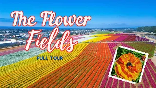 The Flower Fields at Carlsbad Ranch: Springtime in So-Cal