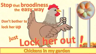 The EASIEST way to stop a hen being broody - lock her out, not up!
