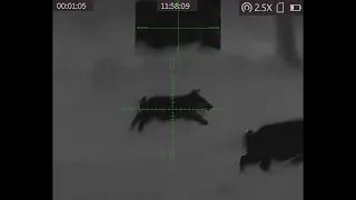 2 Hogs Taken with AGM Rattler TS 19-256 Thermal Scope (DK 9/15/23) Florida HOG HUNTING