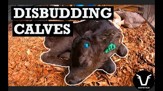 100 CALVES IN 2 HOURS | VLOG 57: The big disbud