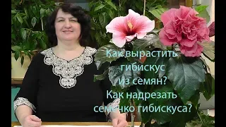 Как вырастить Гибискус из семян? Как надрезать семечко Гибискуса? фильм Ольги Пряниковой