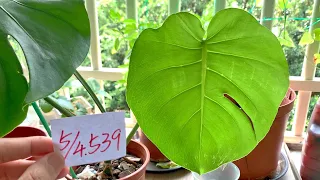 植栽539 | 5月4日(六)龜背芋最近新生的葉子裂葉不完整！