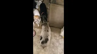 When Dogs Meet a Pig for the First Time